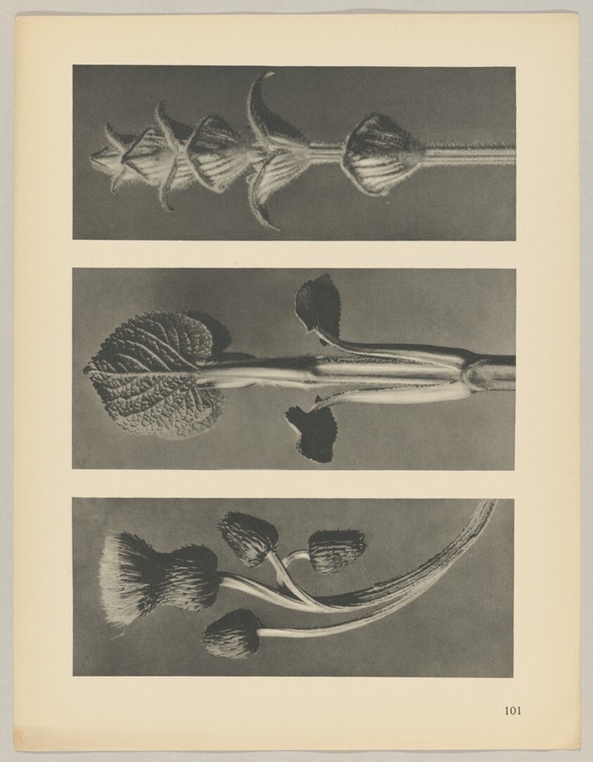 a Cirsium canum; b Phlomis umbrosa; c salvia