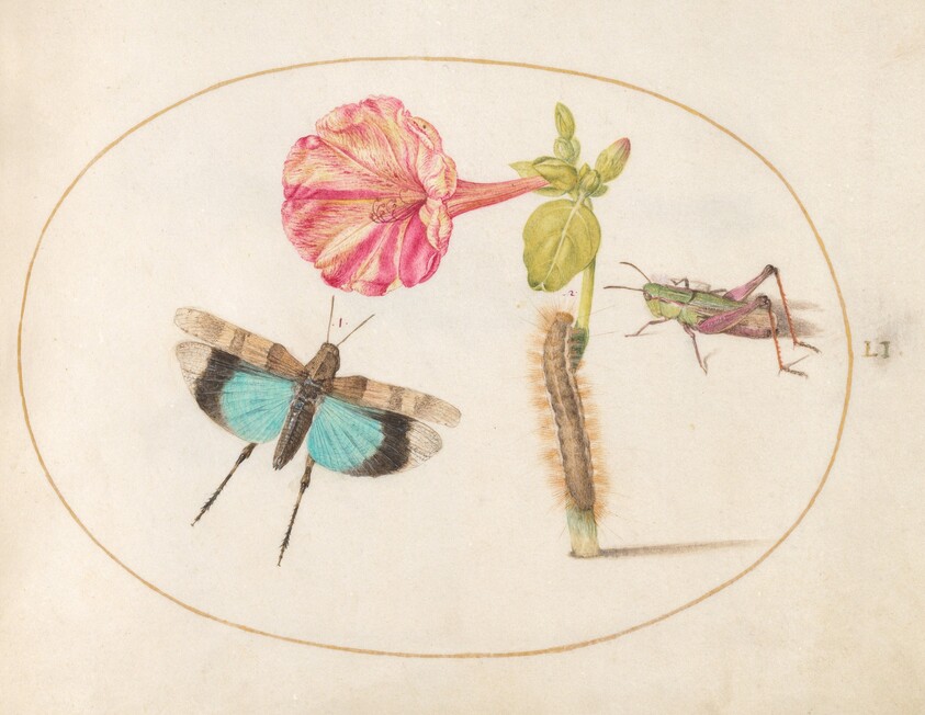 Plate 51: Grasshoppers and a Caterpillar with a Four O'Clock Flower