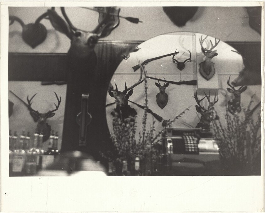 Deer head in mirror--Santa Cruz, California