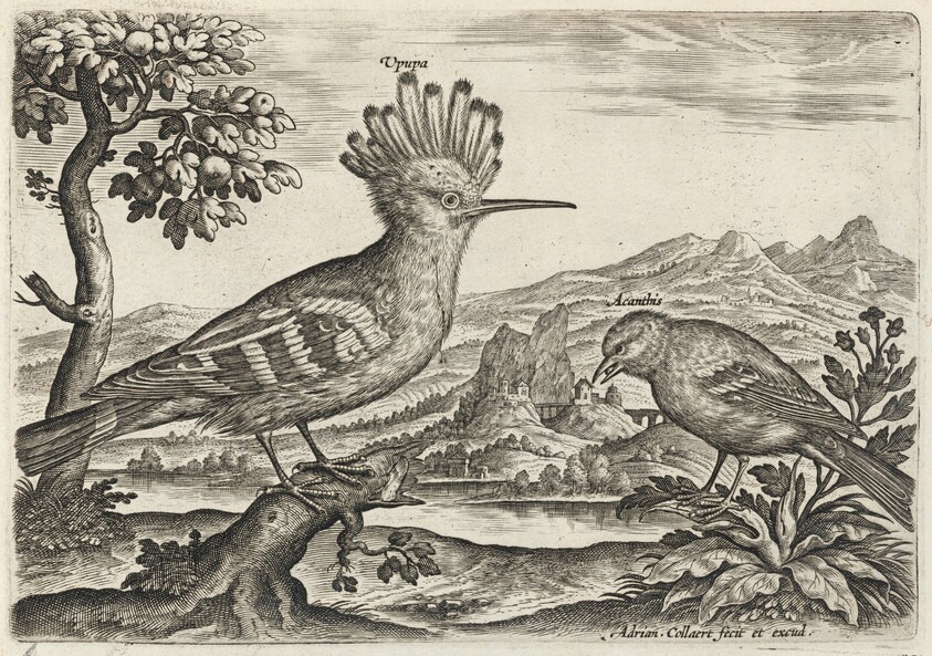 Hoopoe and Linnet