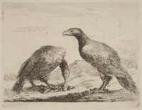 Two Eagles, One Eating a Small Lamb, Stefano Della Bella