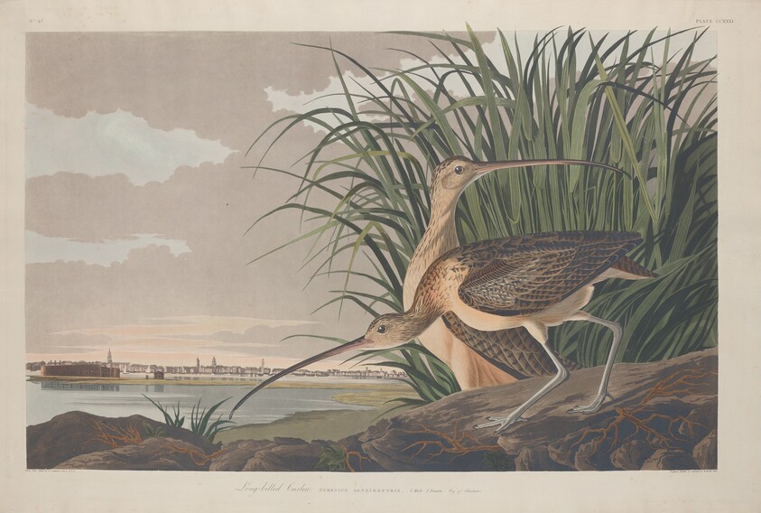 Long-billed Curlew
