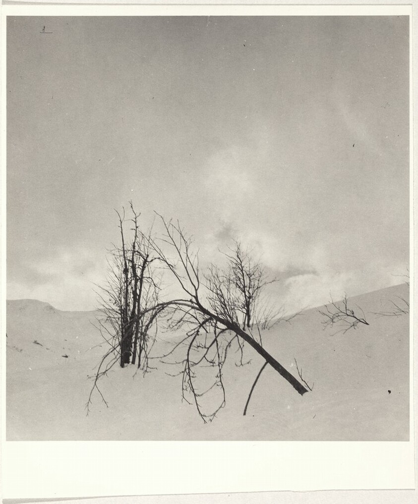 Trees in snow--Landscape