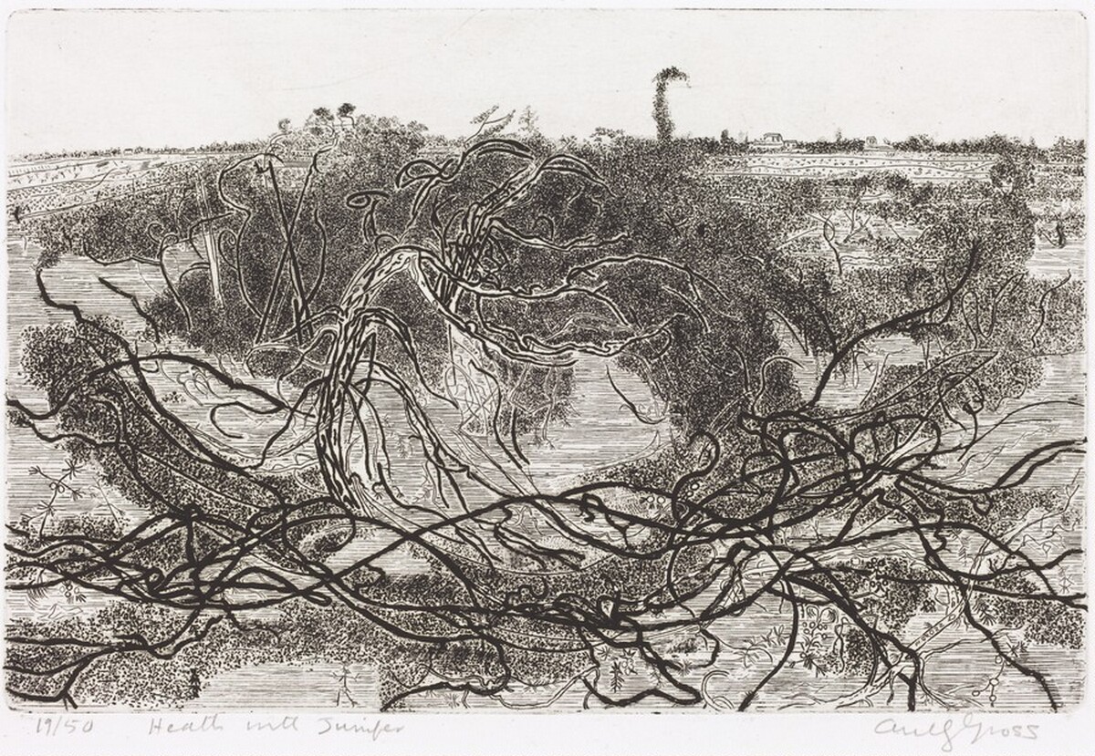 Heath with Junipers