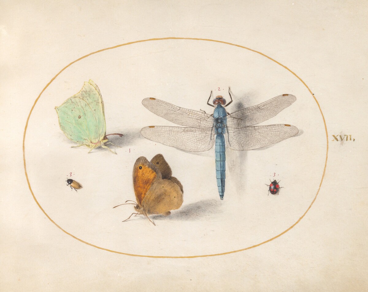 Plate 17: Brimstone and Meadow Brown(?) Butterflies, a Blue Chaser, and Two Small Insects