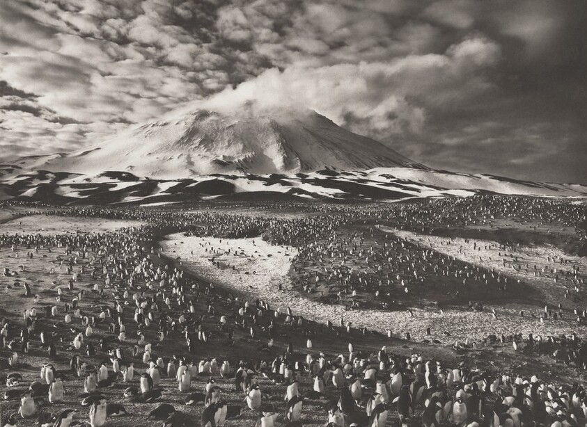 The Zavodovski Island is home to some 750,000 couples of chinstrap penguins (Pygoscelis antarctica) as well as a large colony of macaroni penguins (Eudyptes chrysolophus). South Sandwich Islands.