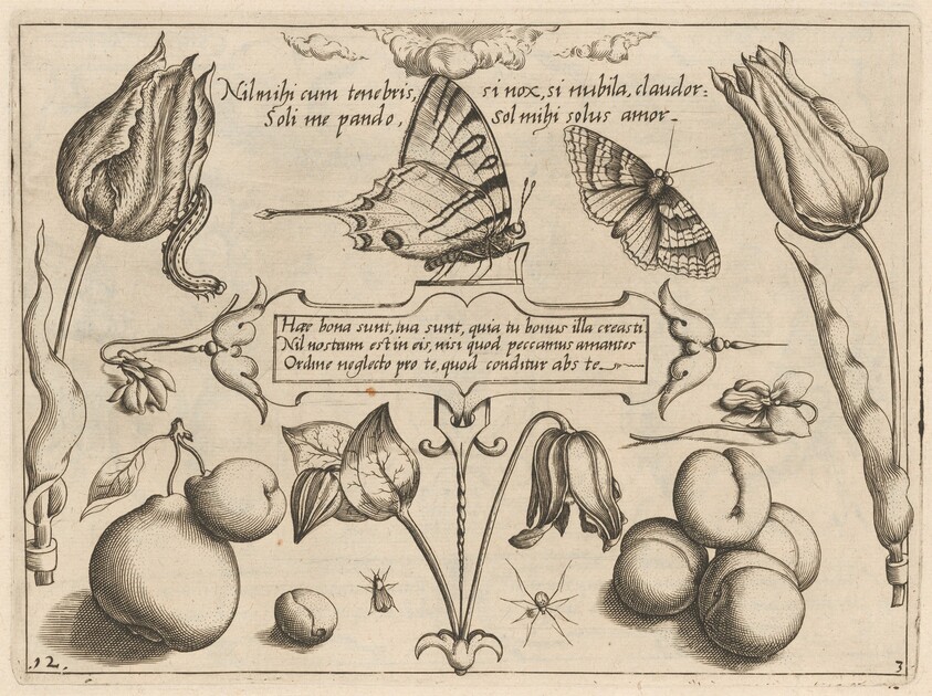 Archetypa studiaque patris Georgii Hoefnagelii [Part 3, Plate 12]