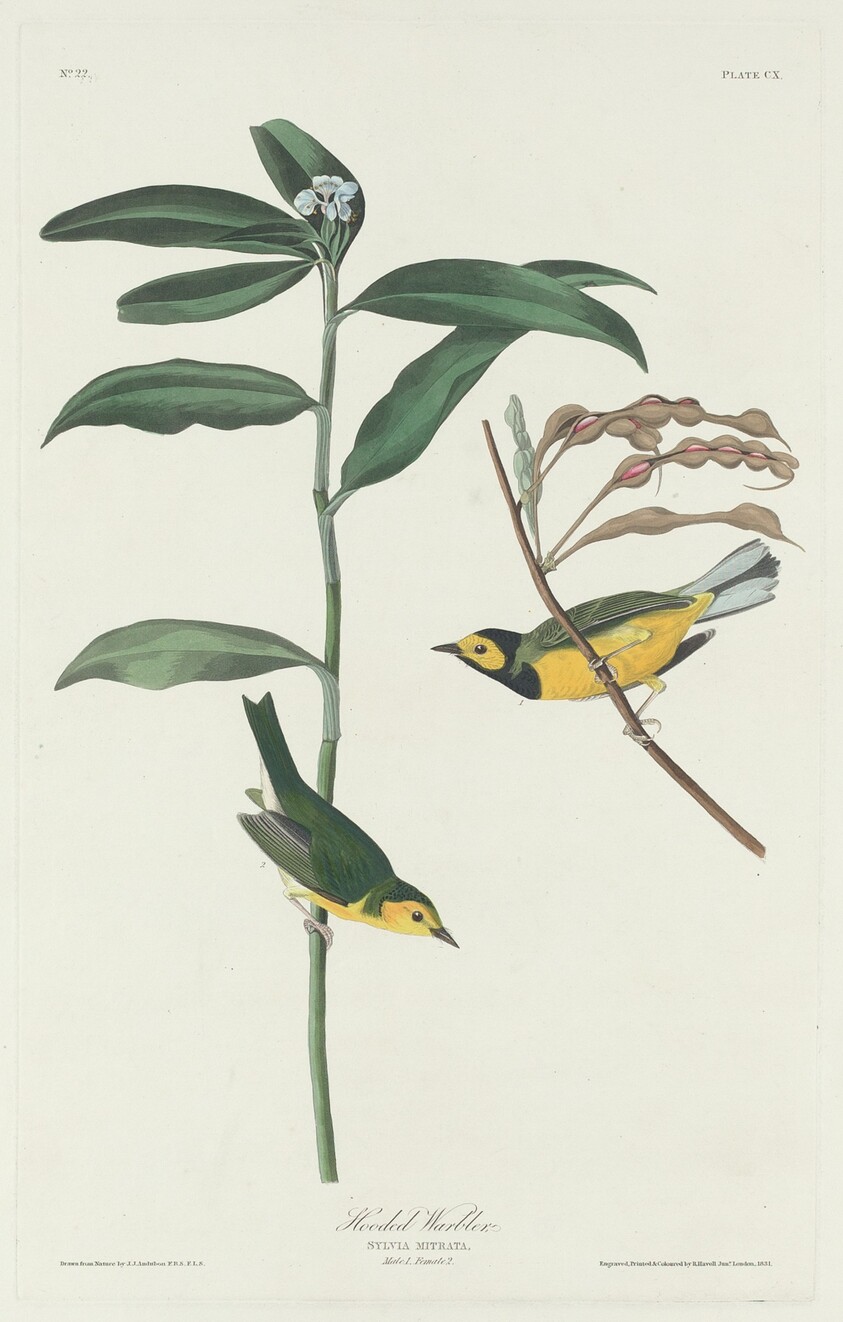 Hooded Warbler