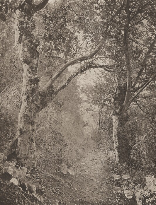 The image shows a path winding through a wooded area. The path is earthy and slightly uneven, leading from the foreground to the background. The dense foliage obscures the horizon, with a solitary figure walking in the distance. Tall trees frame the path closely, with their trunks and branches covered in leaves. The image is in sepia tones, with browns and hints of gray. Intricate textures are visible in the bark of the trees and leaves. The scene conveys a sense of tranquil solitude in nature.