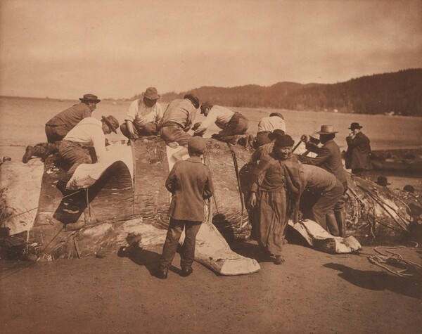Indian Whalers Stripping Their Prey at Neah Bay