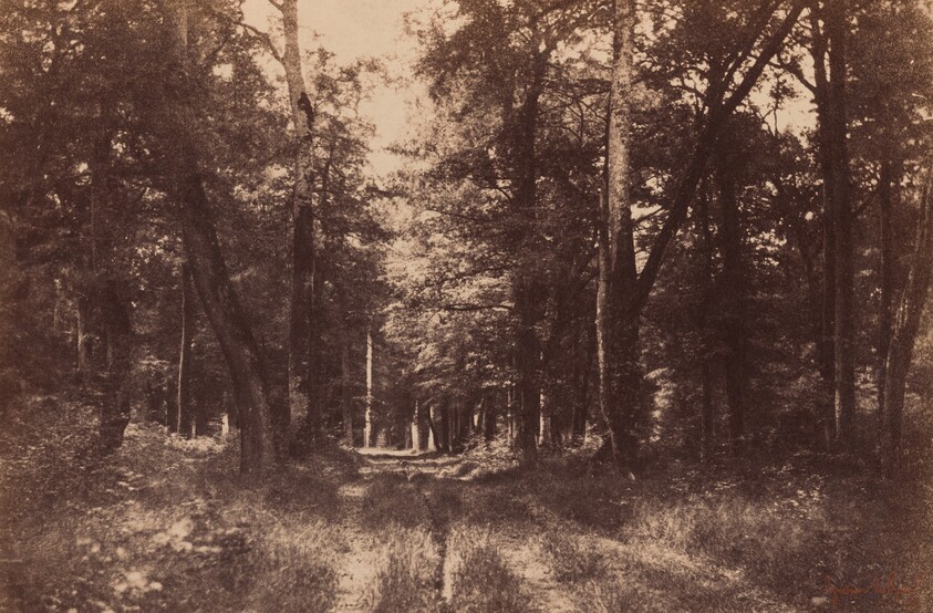 Bas-Breau, Forest of Fontainebleau