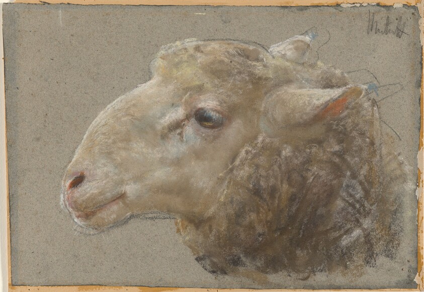 Head of a Sheep