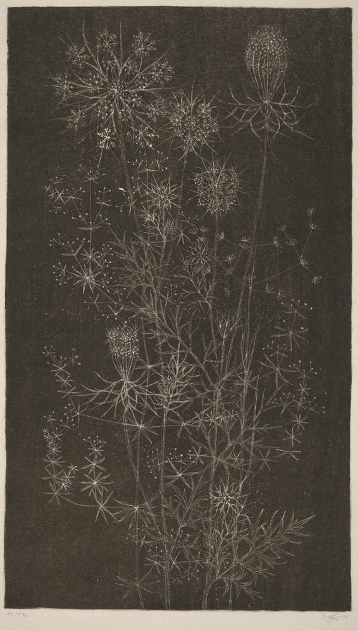 Flowers and Grasses