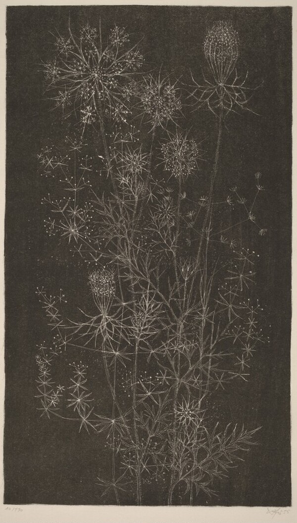 Flowers and Grasses