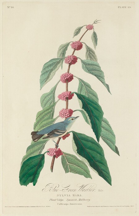 This is a drawing of a blue-green bird perched on a branch of a plant with clusters of pink berries. The image features a bird sitting upon a branch with leaves and pink berries. The bird has blue plumage with black-and-white markings. The plant is labeled as "Spanish Mulberry." The background is simple to emphasize the details of the bird and plant. The illustration showcases precision in depicting the bird and foliage in a botanical style.