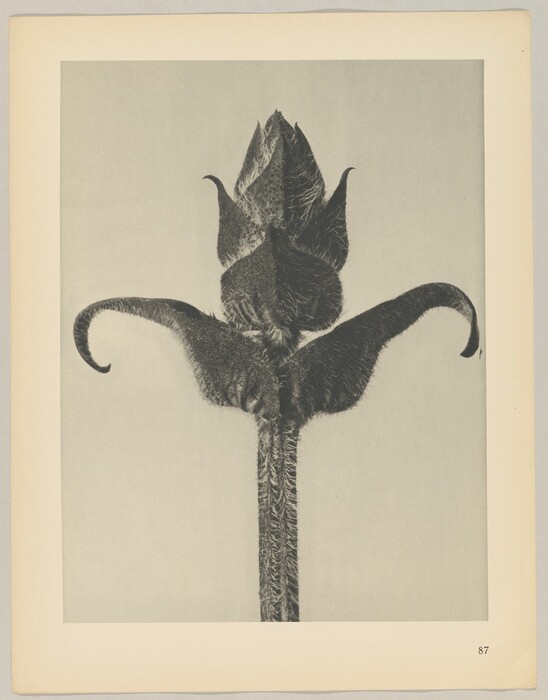 The image shows a close-up view of a plant bud with textured petals and curved sepals. The photograph has a grayscale color palette. The vertical orientation of the plant stem positions the bud centrally, with the plant stem at the bottom extending upward to the top center of the image, where the detailed bud is featured. The sepals arch to the sides, creating a symmetrical appearance.