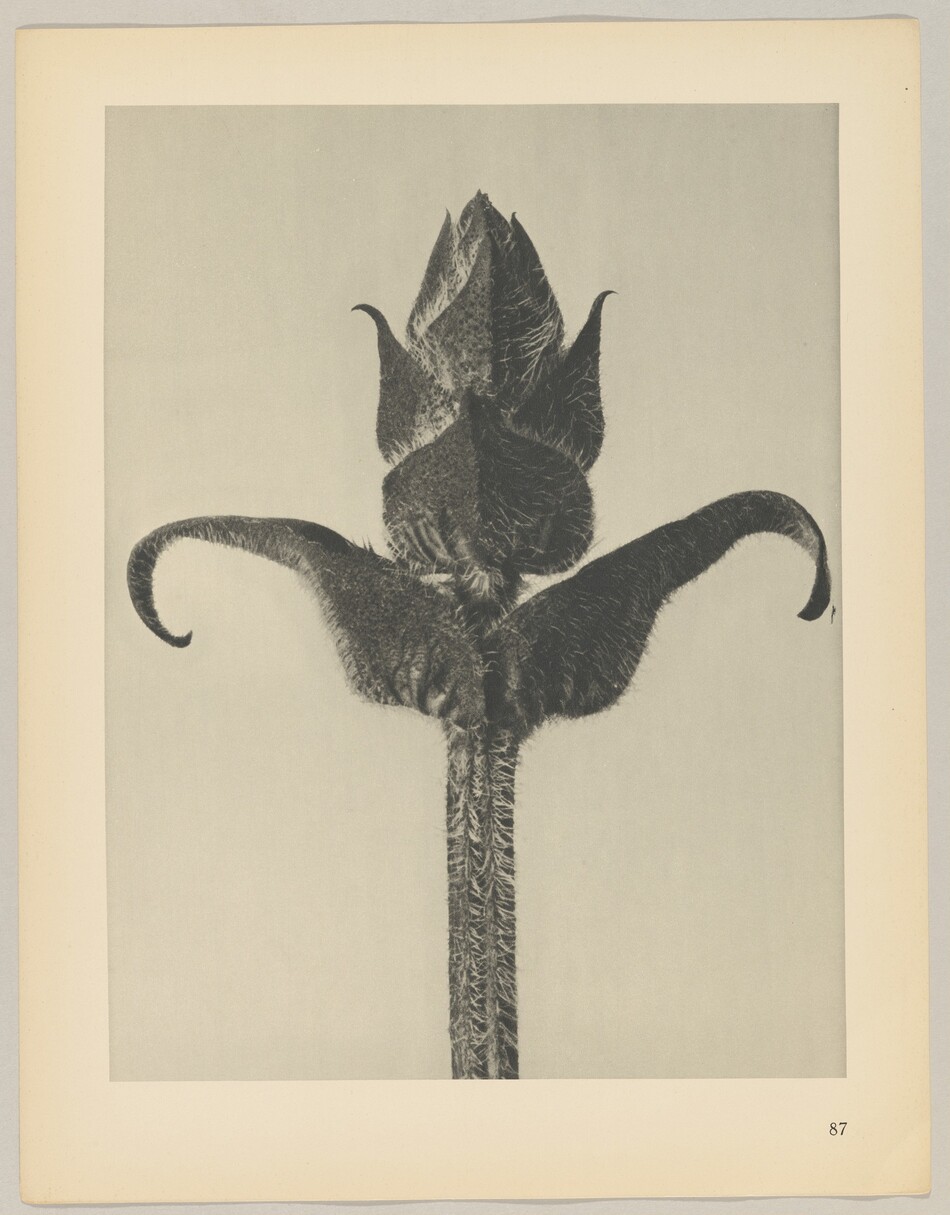 The image shows a close-up view of a plant bud with textured petals and curved sepals. The photograph has a grayscale color palette. The vertical orientation of the plant stem positions the bud centrally, with the plant stem at the bottom extending upward to the top center of the image, where the detailed bud is featured. The sepals arch to the sides, creating a symmetrical appearance.