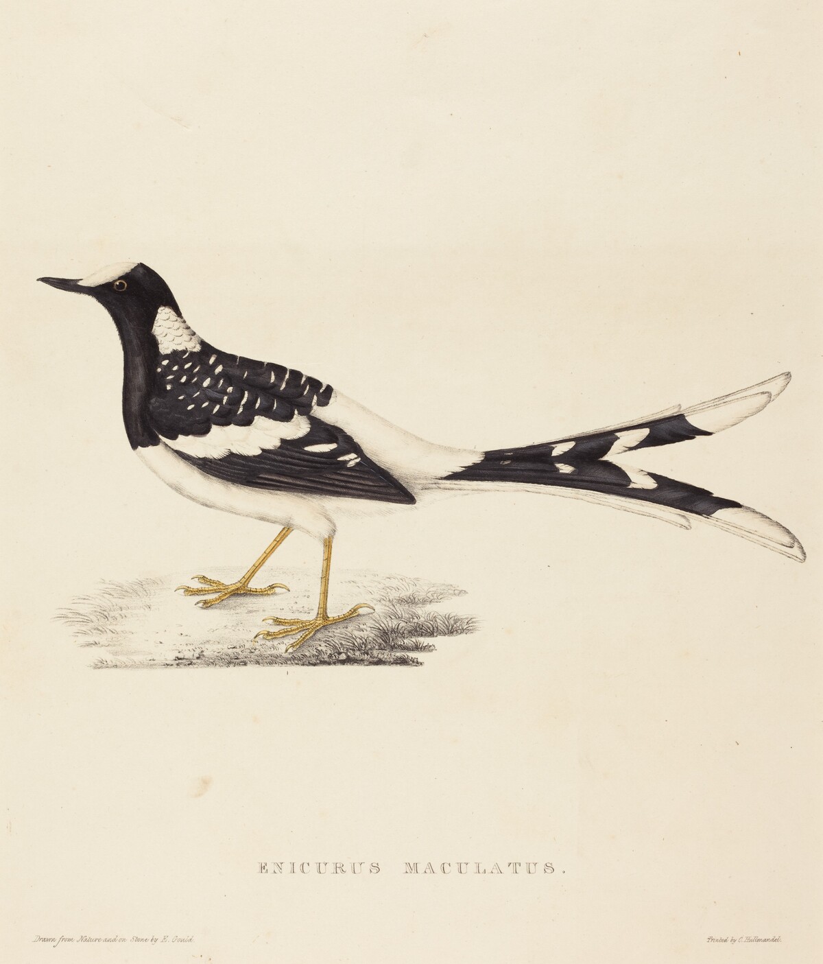 Enicurus Maculatus (Spotted Forktail)