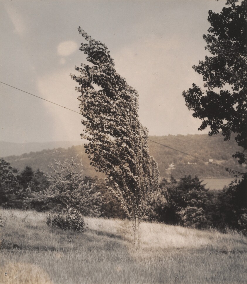 Poplar—Lake George