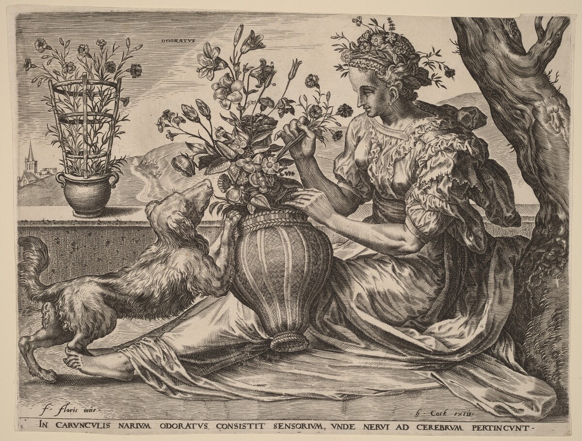 Odoratus (Smell)