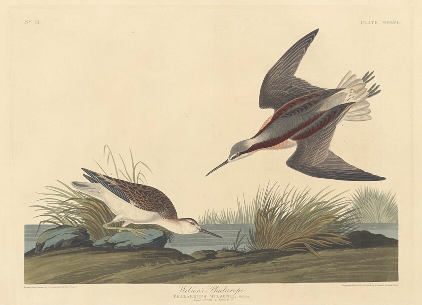 Wilson's Phalarope