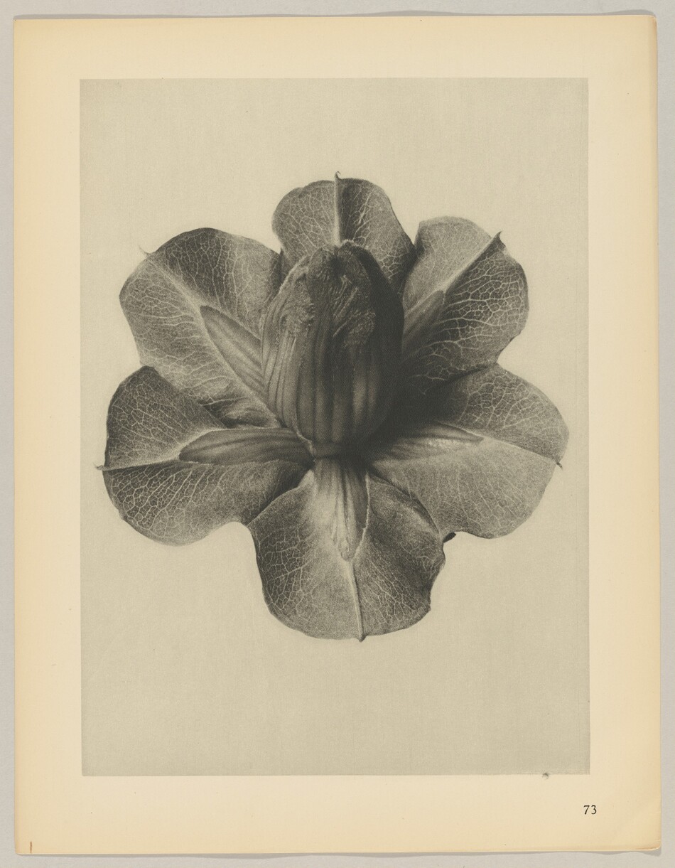 The image displays a detailed close-up of a flower with distinct petals and veining. The color palette is monochromatic in grayscale, highlighting the texture and structure of the petals. The flower fills the frame, with petals radiating outward from the center where an unopened bud is located. The flower stands out against a plain background, with the page number '73' visible at the bottom right corner.