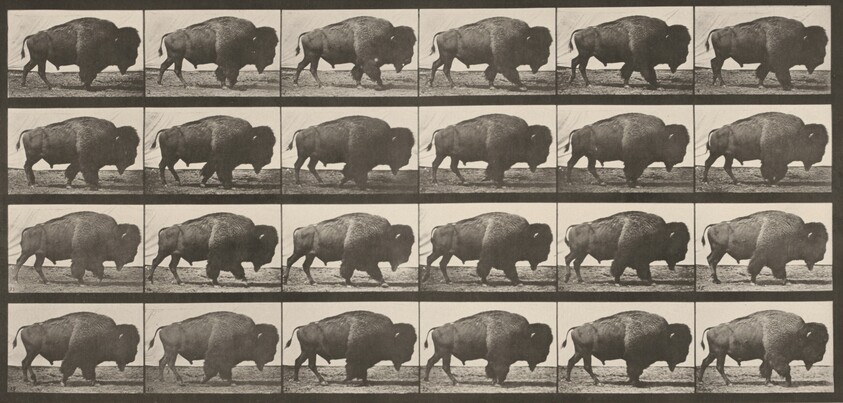 Plate Number 699. Buffalo walking