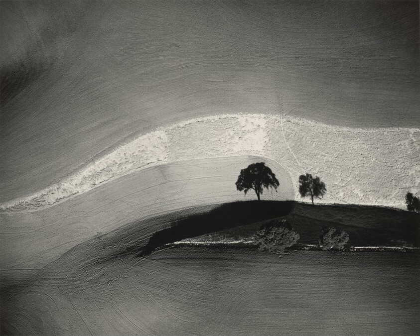 Two Trees on Hill with Shadows, Paso Robles, California