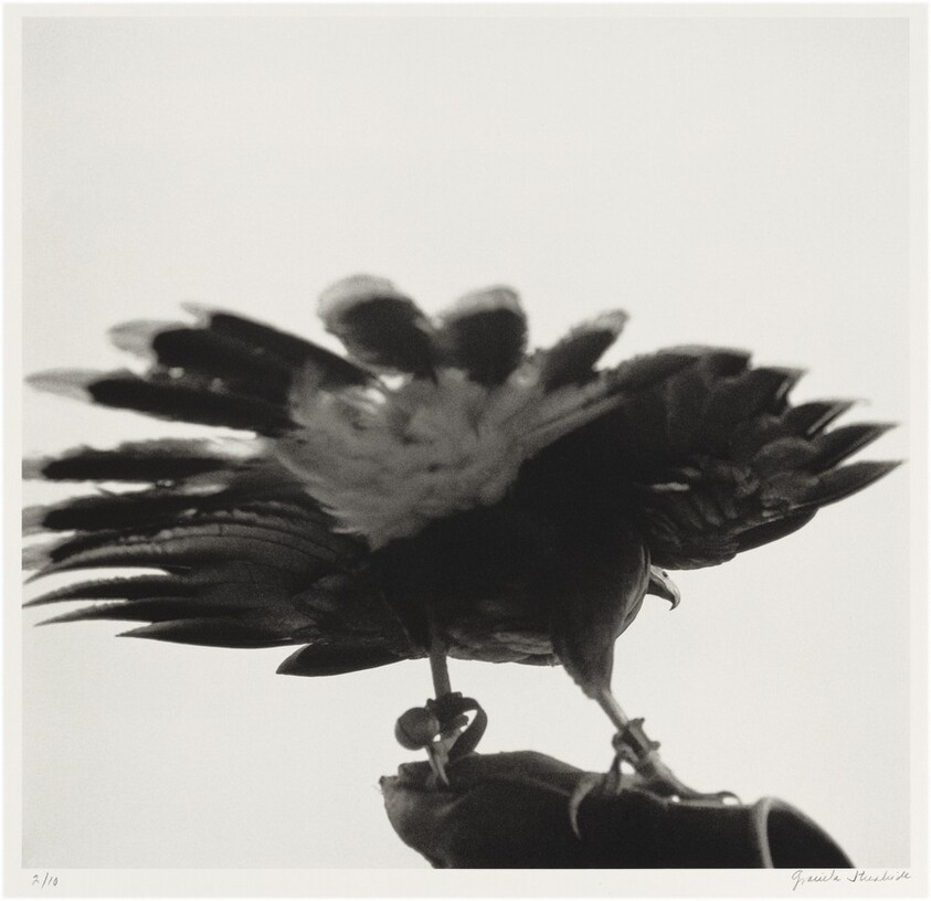 Halcon, Territorio de los Seminoles, Florida, Estados Unidos (Hawk, Seminole Territory, Florida, United States)