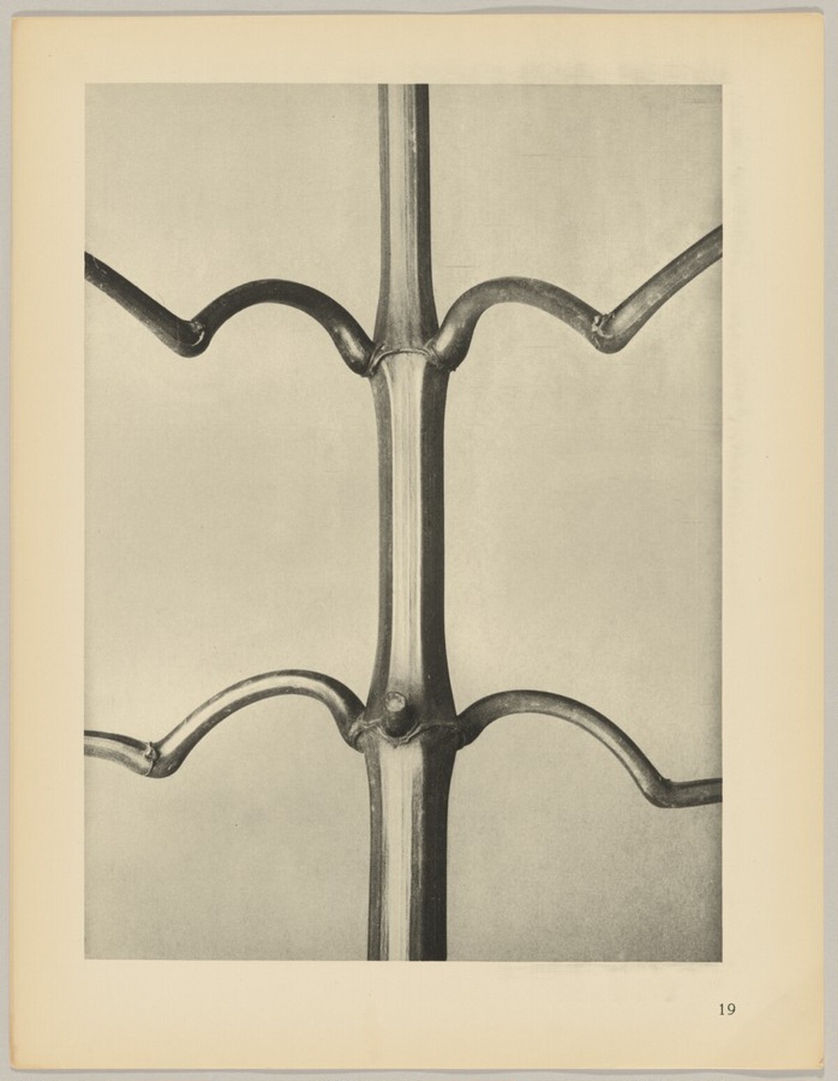 Imatiens glanduligera