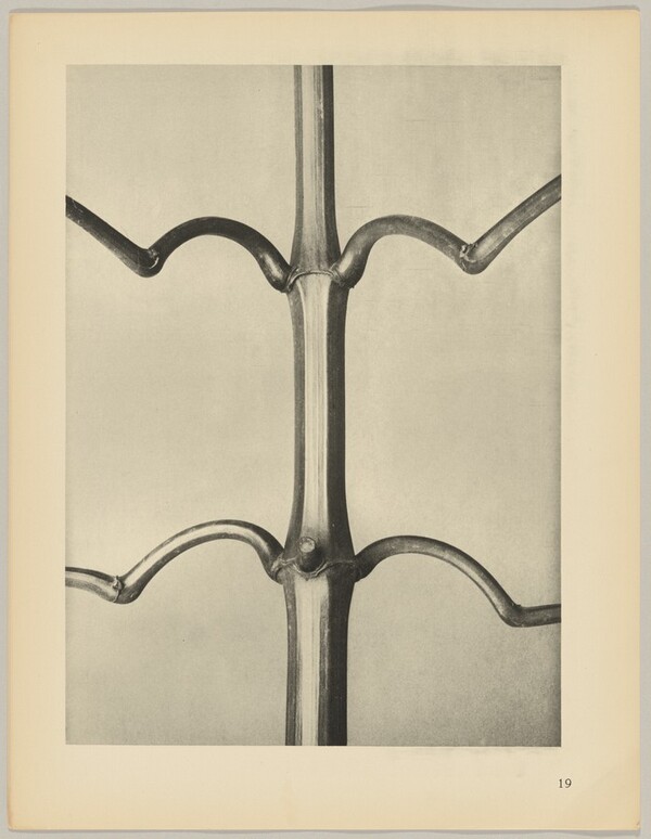 Imatiens glanduligera