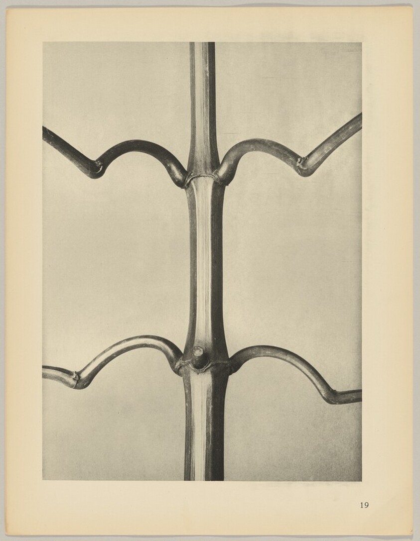 Imatiens glanduligera