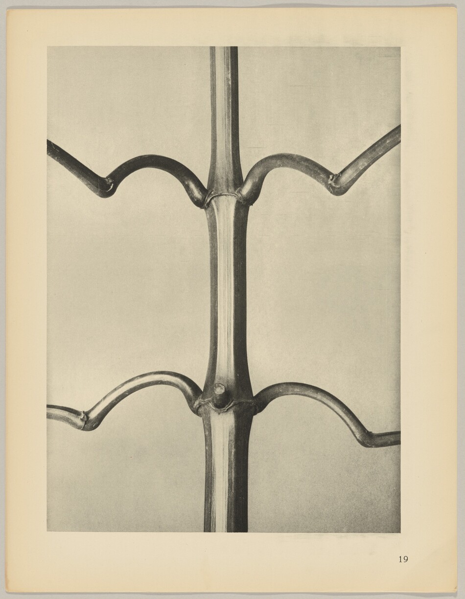 The image displays a branch with bifurcating twigs, showcasing the central vertical stem and symmetrical horizontal curves on each side. The color scheme is monochromatic in shades of gray, creating a high-contrast black-and-white look. The central stem runs vertically through the center, with curved branches extending outward towards the edges of the frame.