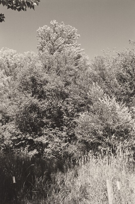 The image depicts a lush, dense collection of foliage. An overhanging branch is partially visible in the upper left corner. The trees fill the entire vertical space of the frame, growing tall and rich with leaves. The composition features various shades of greenery in a monochromatic palette, emphasizing texture and detail of the leaves and branches. There are tall grasses, shrubs, and wooden stakes in the foreground. The sky above is clear, contrasting with the texture of the trees below.