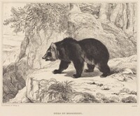 Mississippi Bear, Antoine-Louis Barye, 1836