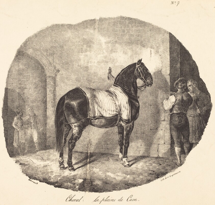 Cheval de la plaine de Caen