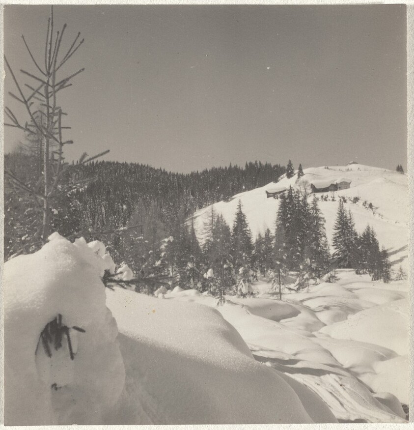 Trees in snow--Landscape