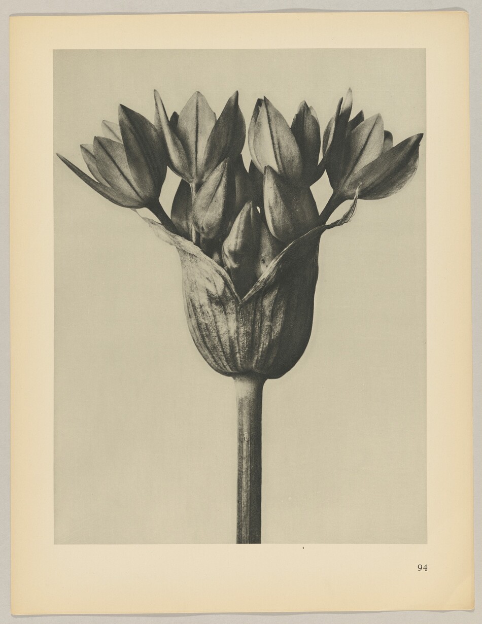 The image shows unopened flower buds on a tall stem. The color scheme is monochromatic with shades of gray, black, and white. The buds are located at the top center of the image, with the stem extending downwards. The buds are tightly clustered at the base.