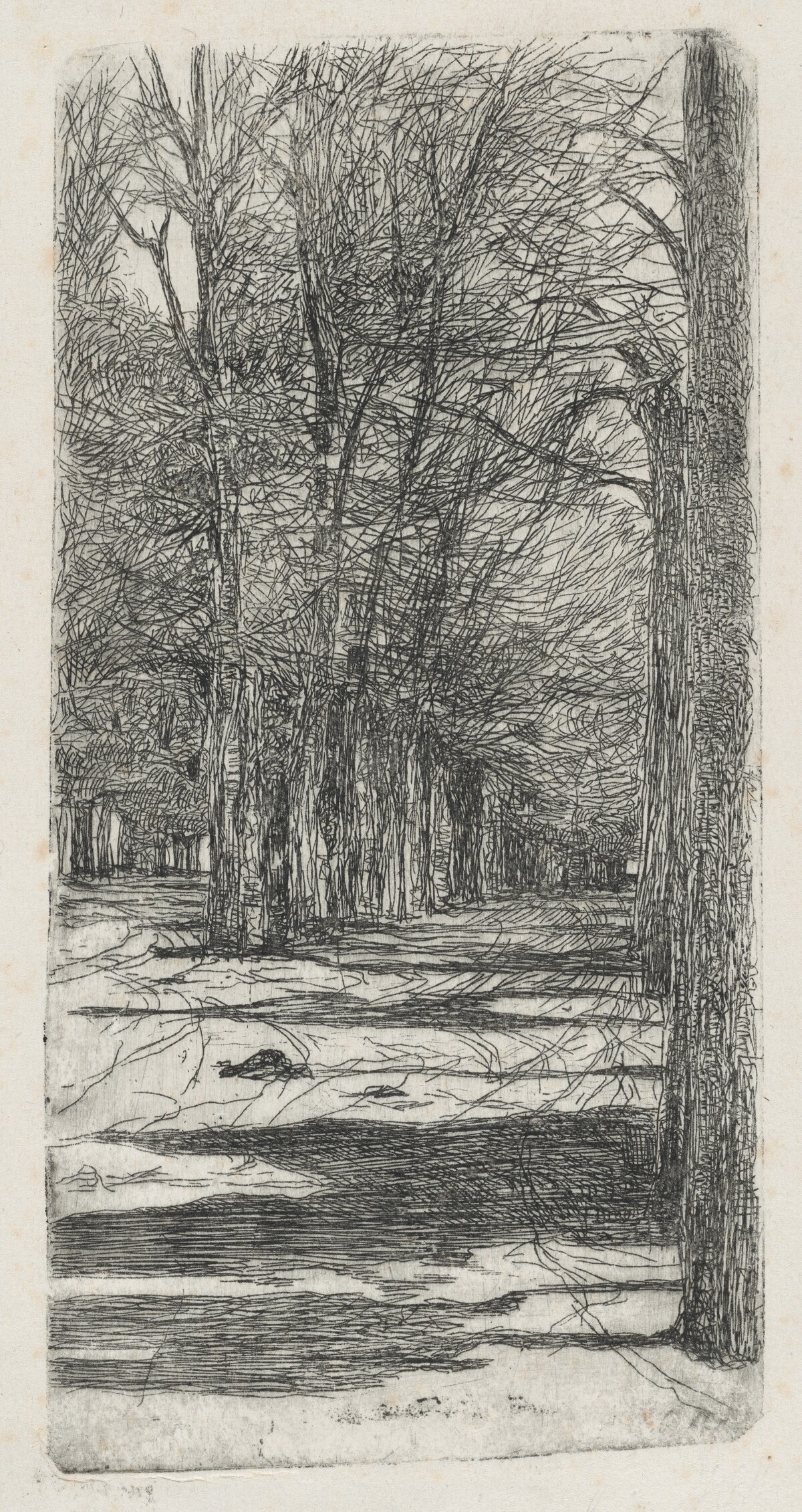Path in Parco delle Cascine (Un viale interno delle Cascine)
