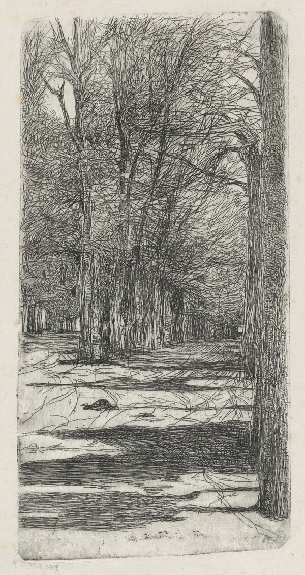 Path in Parco delle Cascine (Un viale interno delle Cascine)