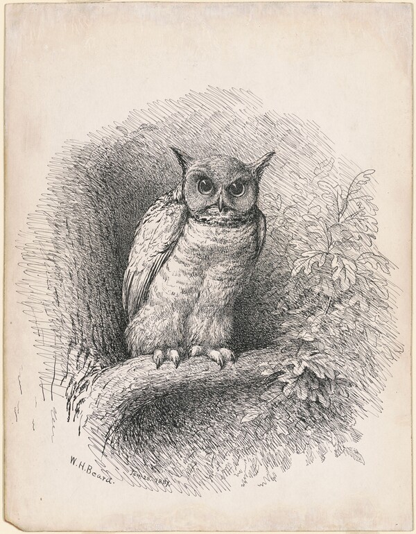 Owl