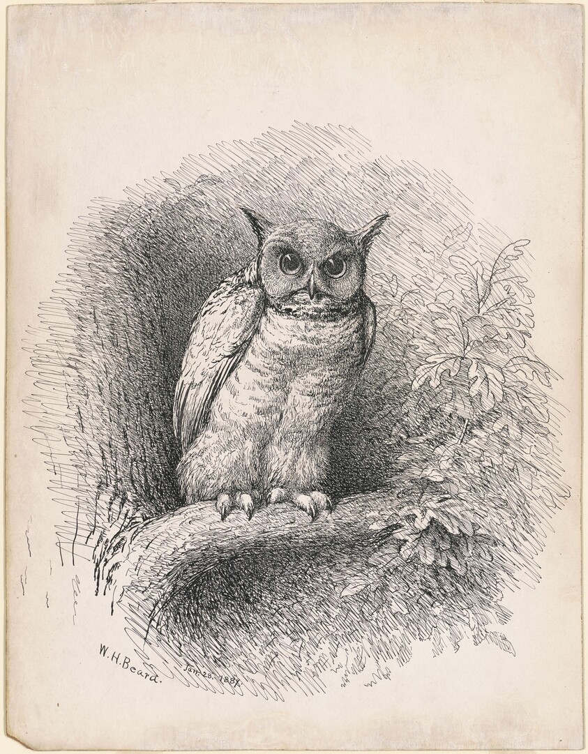 Owl