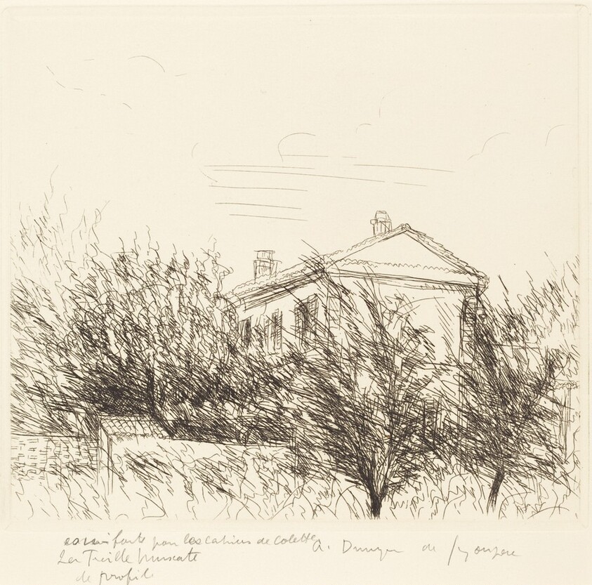 La treille muscate, de profil