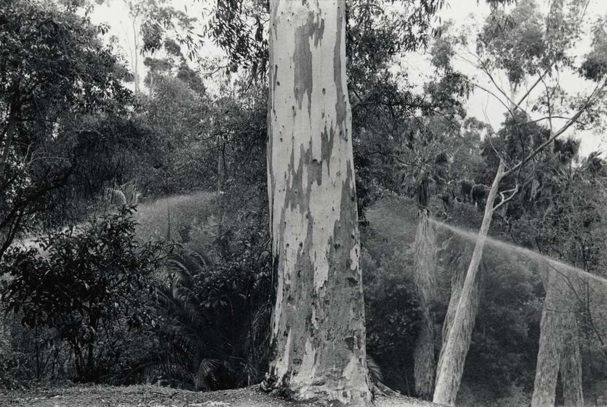 San Diego (Eucalyptus tree being watered)