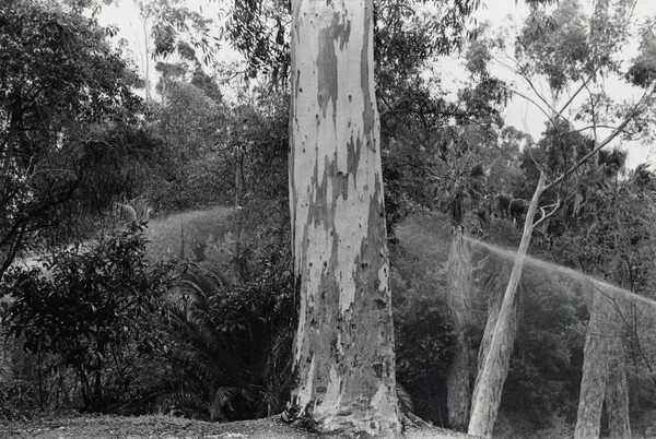 San Diego (Eucalyptus tree being watered)