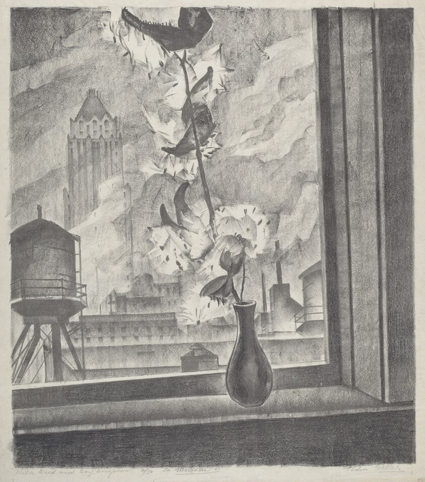 Milkweed and Skyscrapers