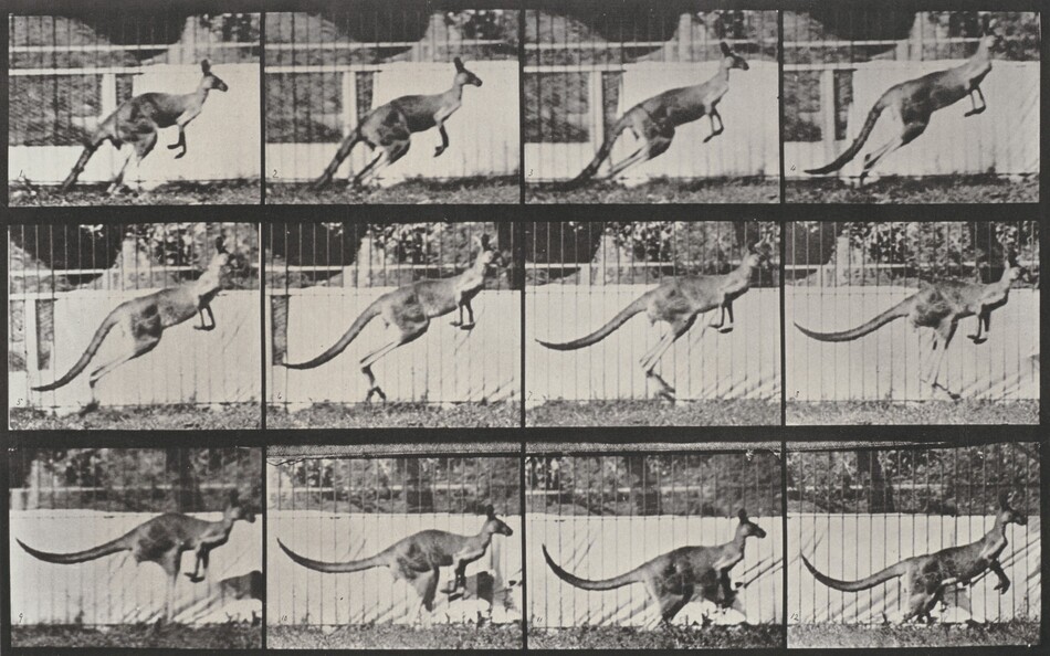 The Horse in Motion as Shown by Instantaneous Photography