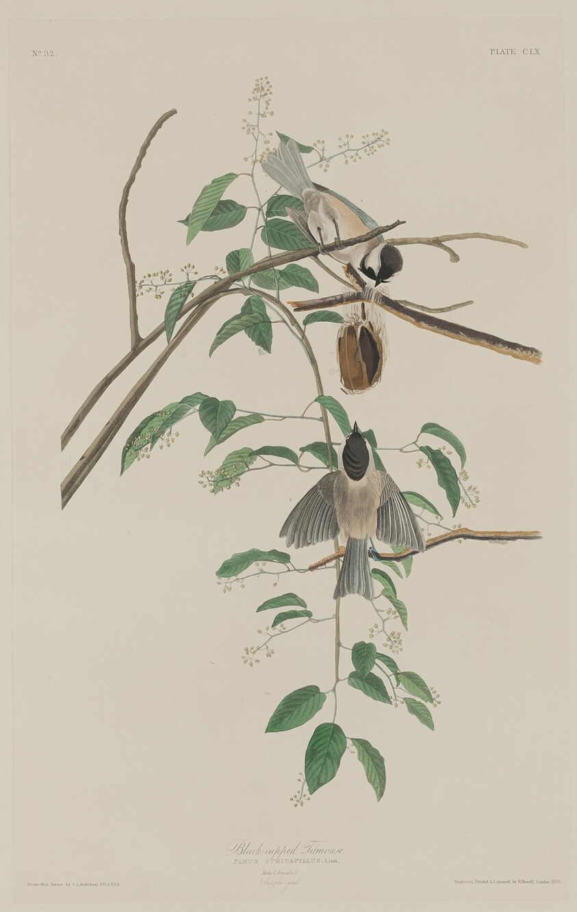 Black-capped Titmouse