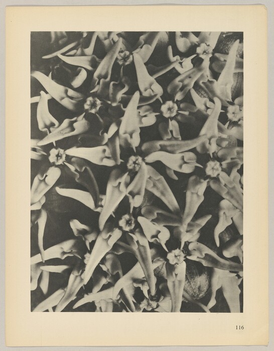 Small star-shaped flowers with elongated petals fill the image in a densely packed composition. The color palette consists of varying shades of gray. The flowers overlay and intertwine with each other, creating an intricate pattern that spans from top to bottom and from left to right, leaving no empty spaces.