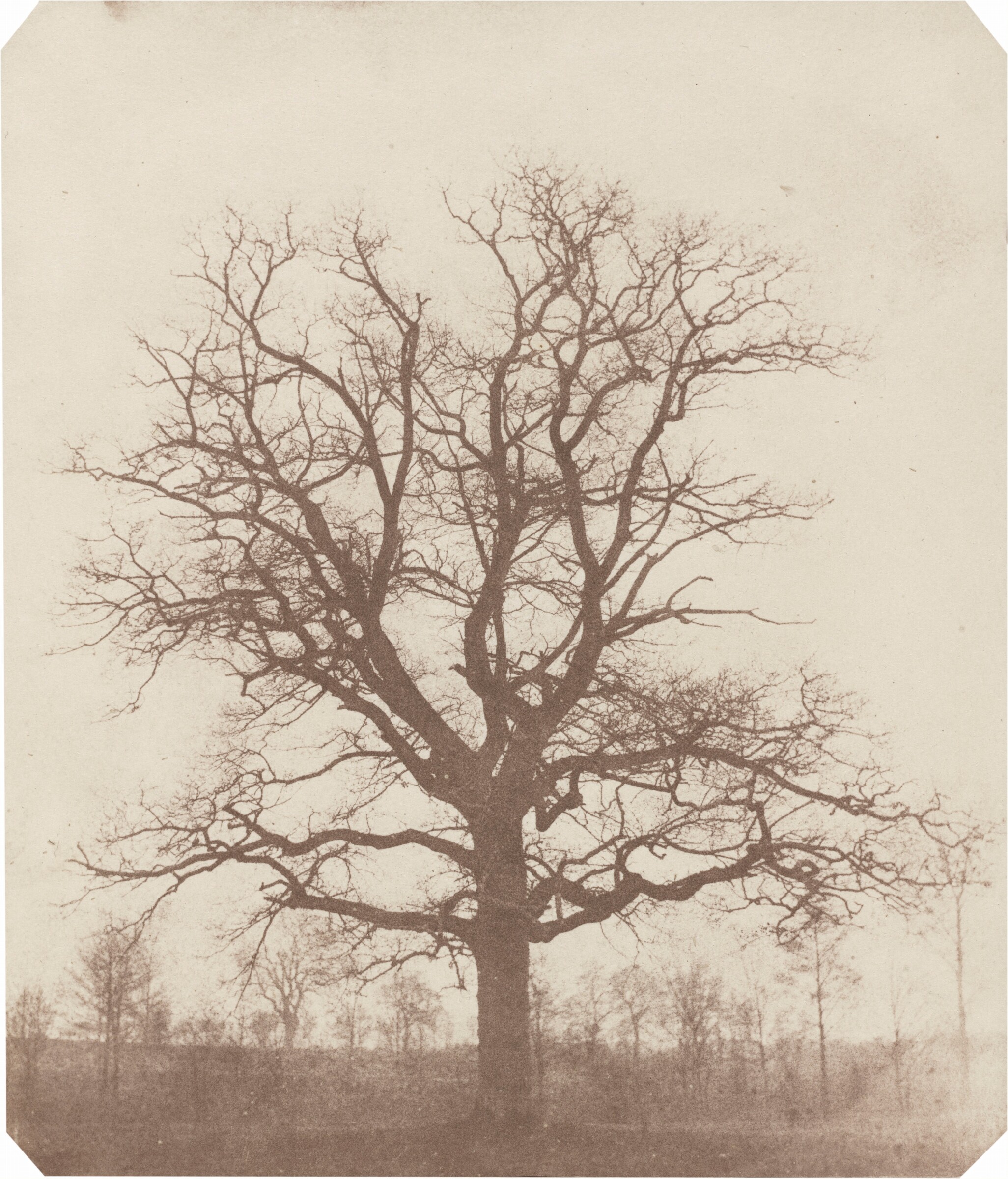 Oak Tree, William Henry Fox Talbot, mid-1840s